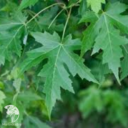 Клён серебристый