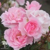 Роза флорибунда Боника на штамбе фото 3 