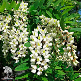 Робиния белая Фастигиата