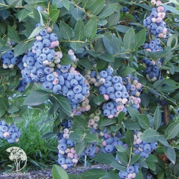 Голубика высокорослая Аврора