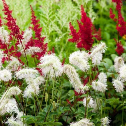 Кровохлебка обтуса Альба