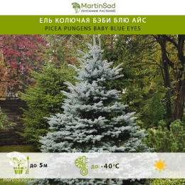 Ель колючая Бэби Блю Айс