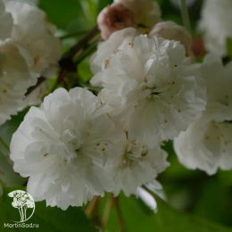 Вишня обыкновенная Ракса на штамбе