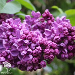 Сирень обыкновенная Массена