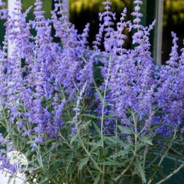 Перовския Лейси Блю