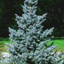Ель колючая Блю Тринкет