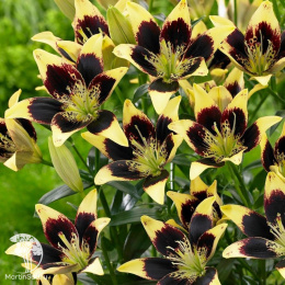 Лилия Изи Данс