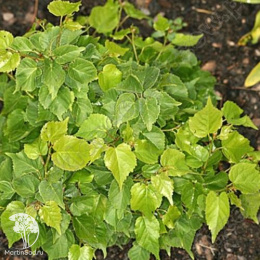 Липа сердцевидная Монто на штамбе