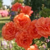Роза кустовая Ламбада на штамбе фото 4 