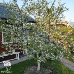 Вишня Тургеневка