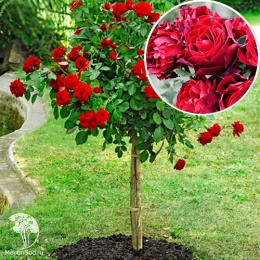 Роза чайно-гибридная Барбара на штамбе