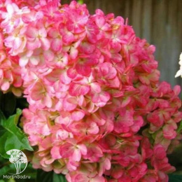 Гортензия метельчатая Ванилла Фрейз