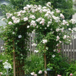 Роза плетистая Нью Доун