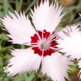 Гвоздика перистая белая с малиновым кольцом в середине