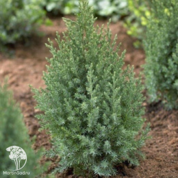 Можжевельник китайский Стрикта