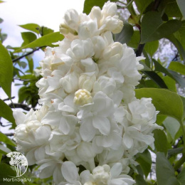 Сирень обыкновенная Мадам Лемуан