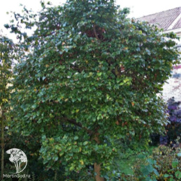 Липа сердцевидная Монто на штамбе