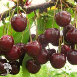 Вишня обыкновенная Морозовка