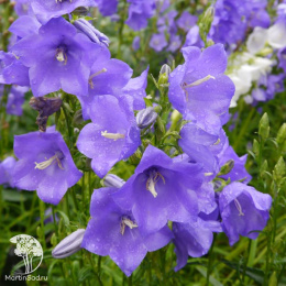 Колокольчик гибридный Карибо Эрли Блю