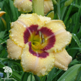 Лилейник Кастед Кэнди