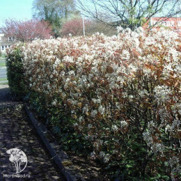 Ирга ольхолистная Грейтберри Гарден