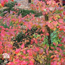 Голубика видовая высокорослая