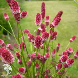 Кровохлёбка лекарственная Блэксорн