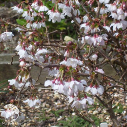 Вишня японская Коджо-но-маи на штамбе