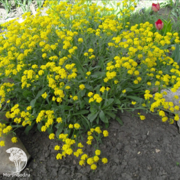 Алиссум скальный