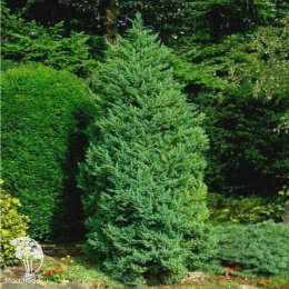 Можжевельник китайский Монарх