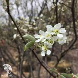 Ирга канадская Принцесса Диана