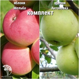 Фото Сверхвыгодный комплект! Яблоня Мельба + опылитель яблоня Антоновка