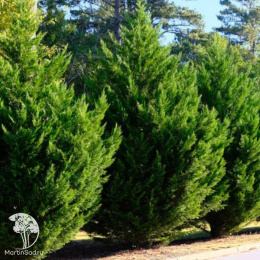 Кипарис Лейланда