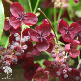 Акебия трёхлистная