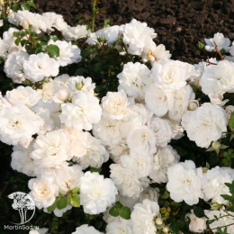 Роза полиантовая Вайт Фейри