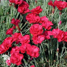 Гвоздика серовато-голубая Рубин