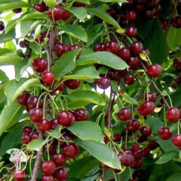 Вишня Жуковская ранняя