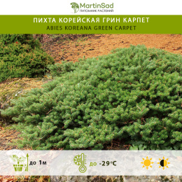 Пихта корейская Грин Карпет