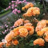 Роза миниатюрная Корсо на штамбе фото 3 