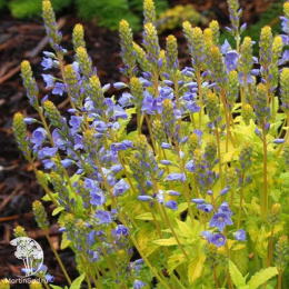 Вероника простёртая Ацтек Голд