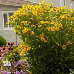 Гелениум гибридный Канария