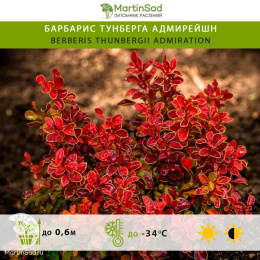 Барбарис тунберга Адмирейшн