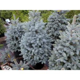 Ель колючая Бэби Блю Айс