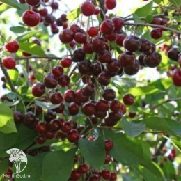 Черевишня Дюк Кормилица