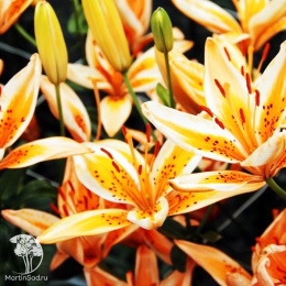 Лилия Ориндж Электрик