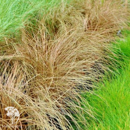 Осока косматая (волосовидная)  Бронз Форм