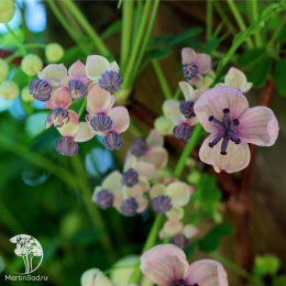 Акебия пятилисточковая Сильвер Беллз