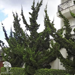 Можжевельник китайский Кайзука