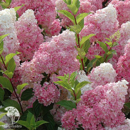 Гортензия метельчатая Ванилла Фрейз
