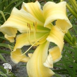 Лилейник Хэвентли Флайт оф Энджел